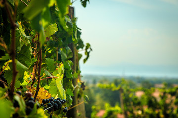 Storm over the vineyard