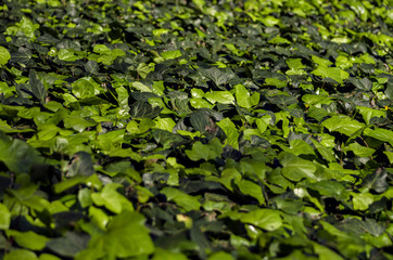 Green land