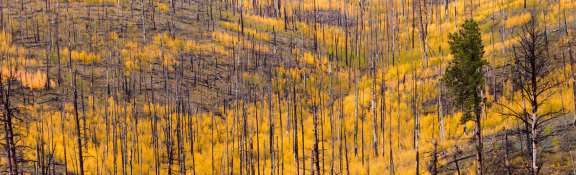 Forest Fire Regrowth