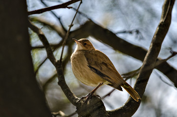 Brown bird