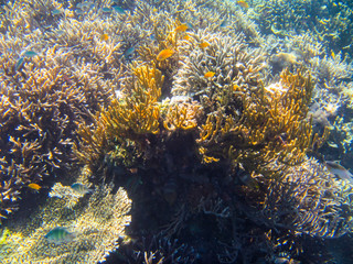 Naklejka na ściany i meble Korallenriff in Indonesien