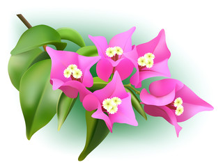 Vector pink bougainvillea branch