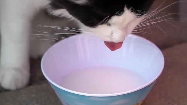 Maincoon