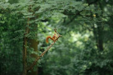 Squirrel on the tree