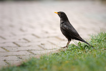 Blackbird on the grass