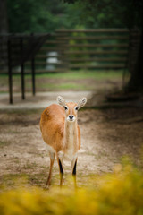 Deer in a cage