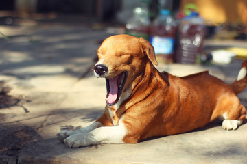 Adorable brown dog  feeling sleepy.