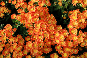 Orange with yellow pollen chrysanthemum flowers.