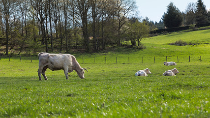 Vaches blanches dans une prairie