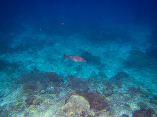 Fototapeta na wymiar Fisch am tropischen Korallenriff