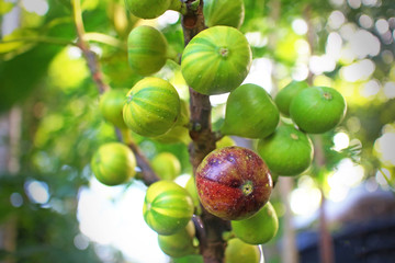 Figs tree and its colorful fruits.