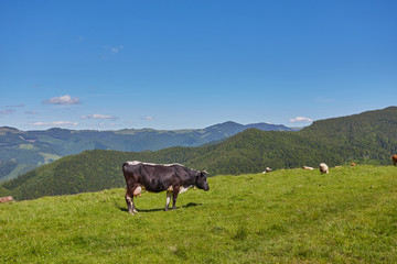 Green meadow in mountains and cows