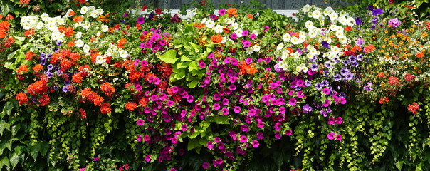 Beautiful flowers wall in Italian garden, Butchart Gardens, Vancouver Island, BC, Canada