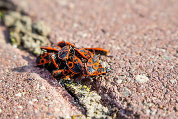 Red beetles macro
