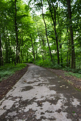 Old forest in the heart of the city