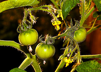 tomatoes growing on a branch - 168442431