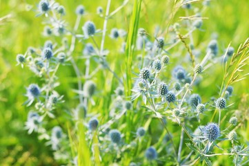 Wild flowers/ Blue flowers on a green glade