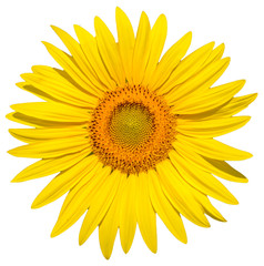 Fototapeta premium Słonecznik na białym tle