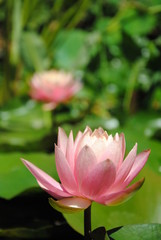 Nymph&eacute;a gros plan