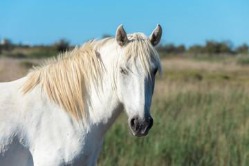      White camargue horse in the reeds in the swamps, head with kind look
