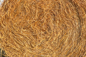 Straw roll background. Golden straw bale texture.