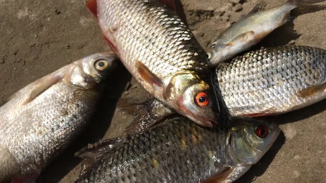 The caught river fish lies on the sandy shore and stirs the gills. Catch of roach and bream.