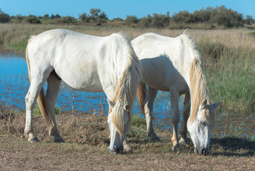Obraz na płótnie Canvas White camargue horses in the reeds in the swamps, eating grass 