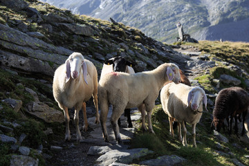Venediger Höhenweg - Schafe auf dem Abstieg von der Neuen Prager Hütte