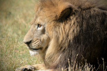 Close-up portrait of a old fluffy Lion