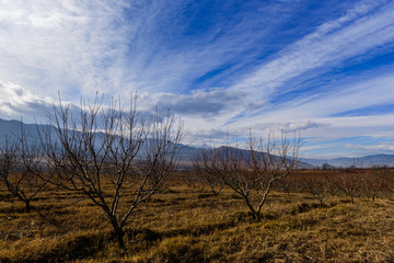 Peach trees silhouettes over beautiful blue sky, Armenia