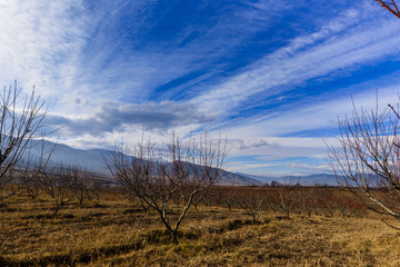 Peach trees silhouettes over beautiful blue sky, Armenia