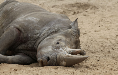Fototapeta premium Rhinocéros blanc