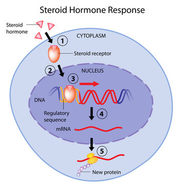 Action of steroid hormones 