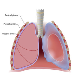 Lung pleura and pleural cavity, labeled. 