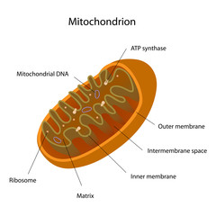 Structure of a mitochondrion, labeled. 