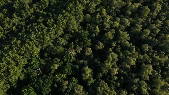 Impressive view on the evergreen coniferous forest with pine tree tops on a sunny day in summer. The landscape looks like a boundless green sea full of enigmatic creatures.