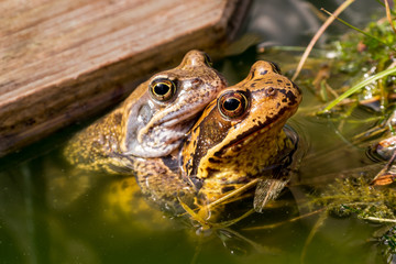 A Frog Couple in Garden Pond