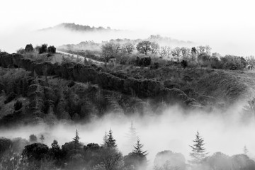 Forest with fog in the middle