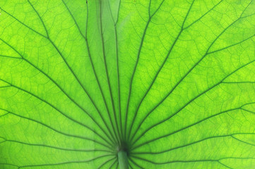 close up on green lotus leaf texture
