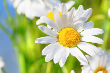 Fototapeta premium Chamomile among flowers