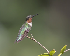 Ruby-throated Hummingbird on Branch