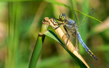 Bright colored blue dragonfly predator on green background