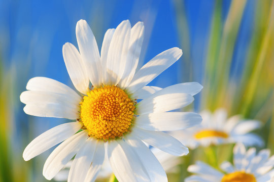 Chamomile among flowers