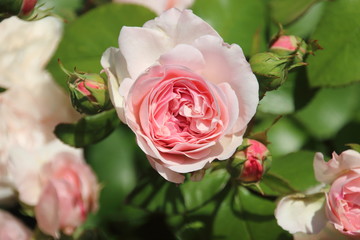 rosa Strauchrose mit Knospen
