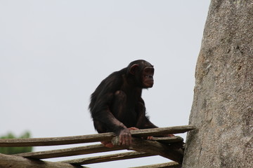 Obraz premium Chimpanzé 2