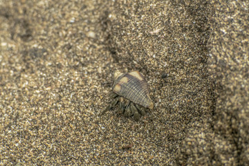 Crab Anomura