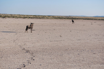  Gnu in Etosha National park. Namibia