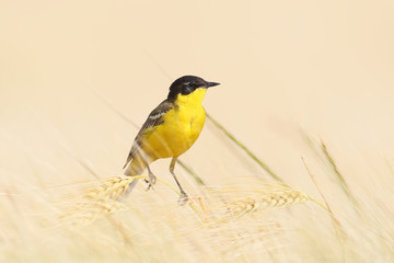 Black-headed wagtail on ears of barley and blurred beige background