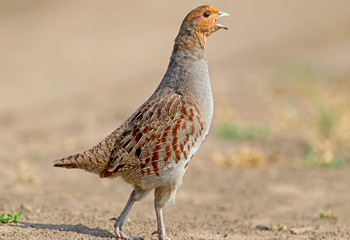 Extra close up portrait male grey partridge singing. Nice blurry background and soft morning light..The identifications signs of the bird and the structure of the feathers are clearly visible..