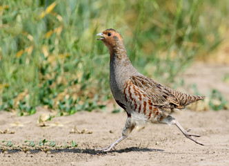 Close up male grey partridg running on the road